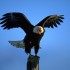 Shrill Cry of a Bald eagle