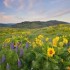 spring-meadows